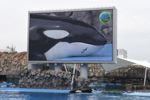 写真：迫力ある映像