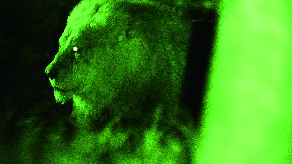 写真：夜間に赤外線を照射して撮影した動物1