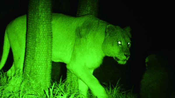 写真：夜間に赤外線を照射して撮影した動物2