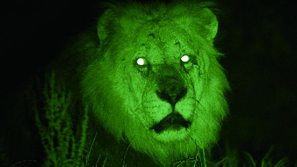 写真：夜間に赤外線を照射して撮影した動物3