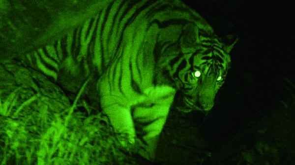 写真：夜間に赤外線を照射して撮影した動物5
