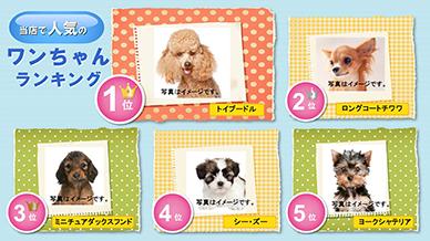 人気の犬種ランキング