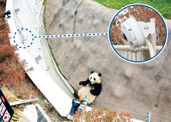 写真：モートに降りてきたパンダを全方位カメラで監視