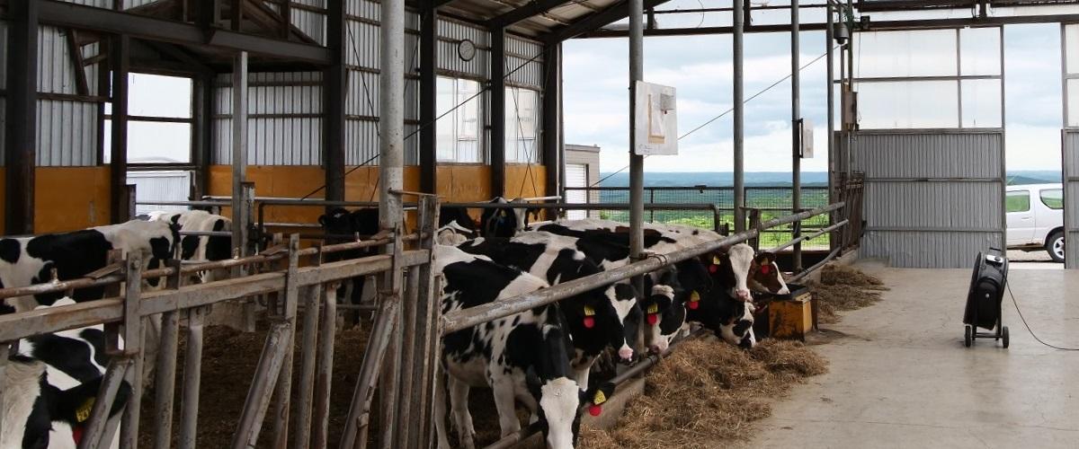 写真：弟子屈町営牧場牛舎の様子