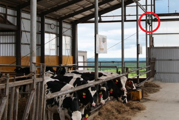 写真：牛舎の梁に監視カメラ（赤丸部分）を設置