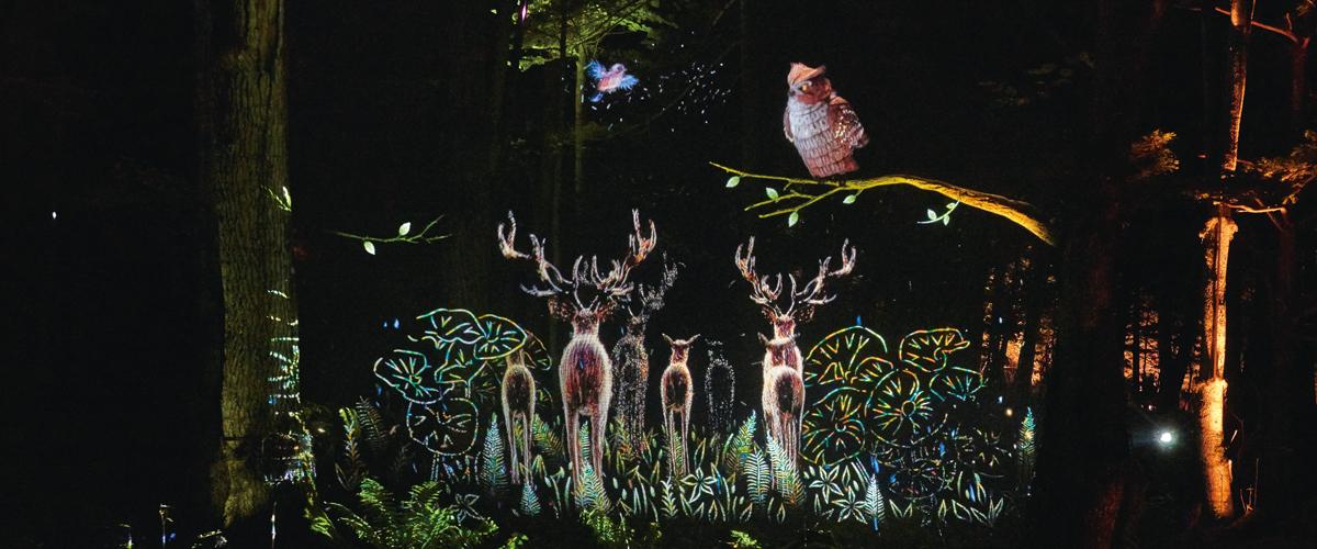 写真：物語のクライマックス、森へ帰る動物たちの映像が実際の自然と溶け込み、幻想的な雰囲気を生み出している。