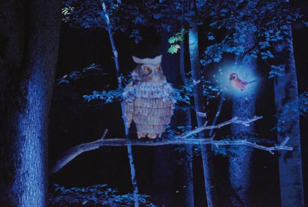 写真：暗闇の森の中、映し出されたフクロウと小鳥のカスケが語りだす様子。
