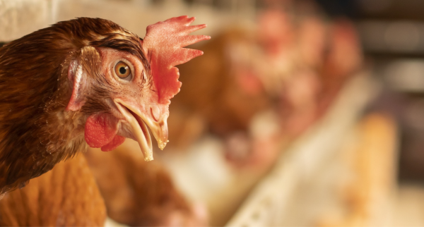 サプライチェーンの最適化で、CO2排出量とフードロスを削減