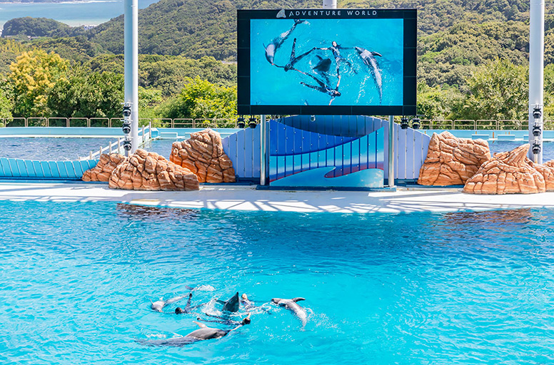 写真:イルカとトレーナーが輪になって回転する見せ場