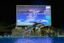 写真:水族館としては国内最大級、且つ高精細のLED大型映像装置を実現